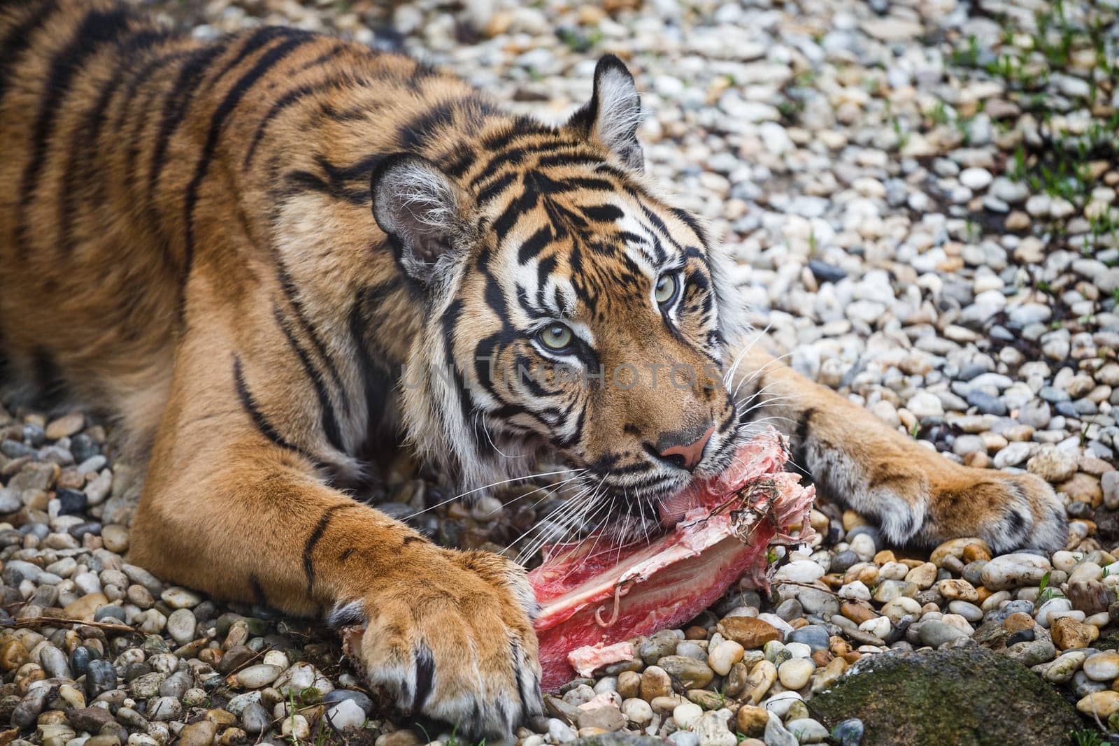 Tiger sumatran eating his lunch, Panthera tigris sumatrae