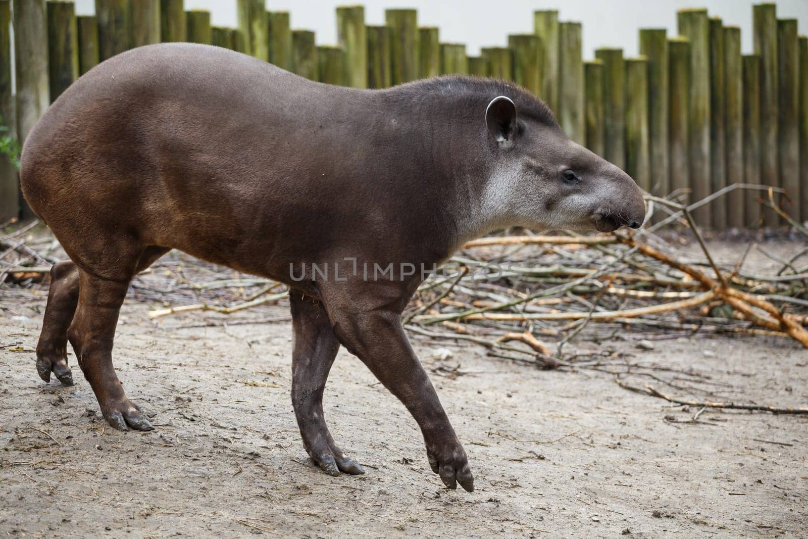 Portrait of south American tapir (Tapirus terrestris)