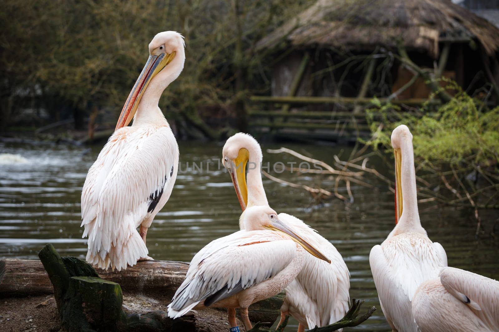 Flock of white pelicans on the lake, Pelecanus onocrotalus