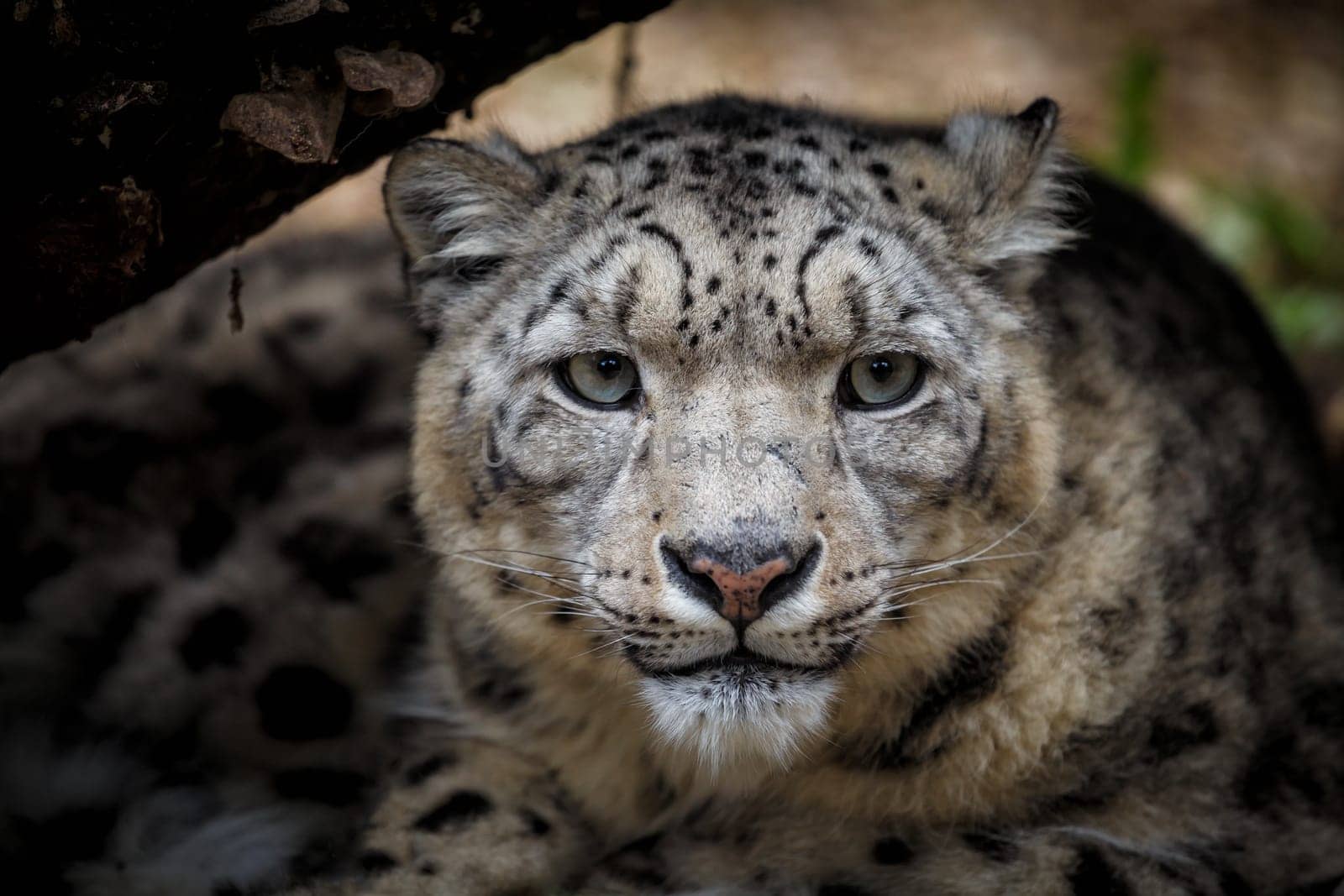Face portrait of snow leopard - Irbis (Panthera uncia)