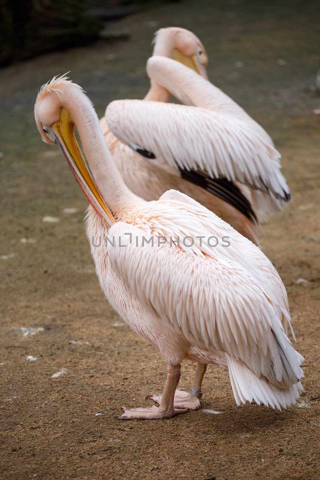 White pelican (Pelecanus onocrotalus)