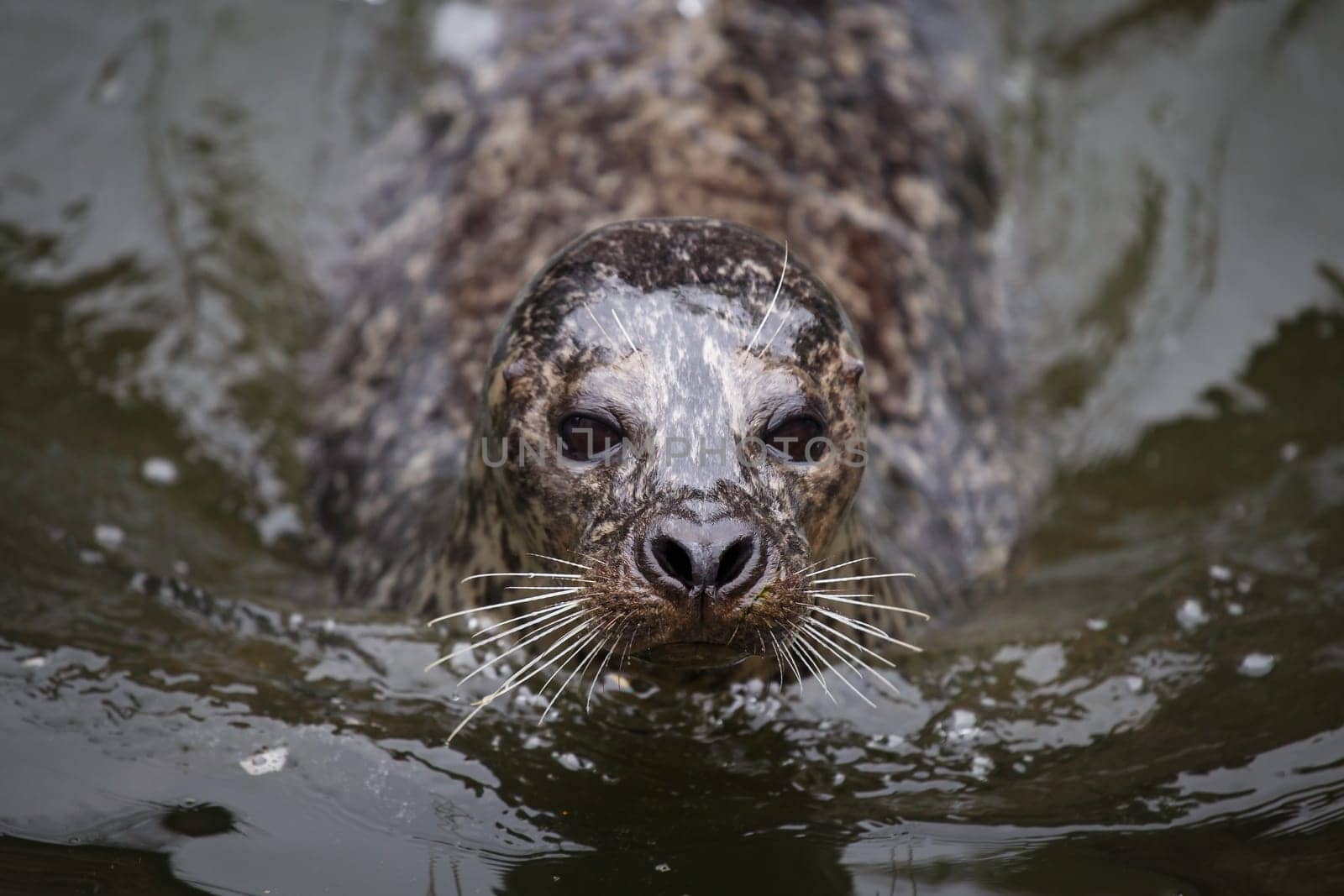 Seal in water (Phoca vitulina)