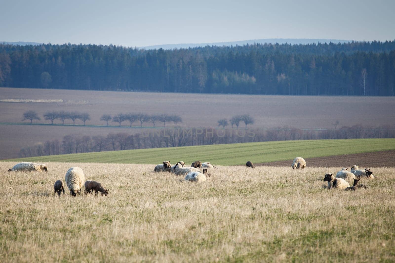 Sheep with lambs on pasture, spring time