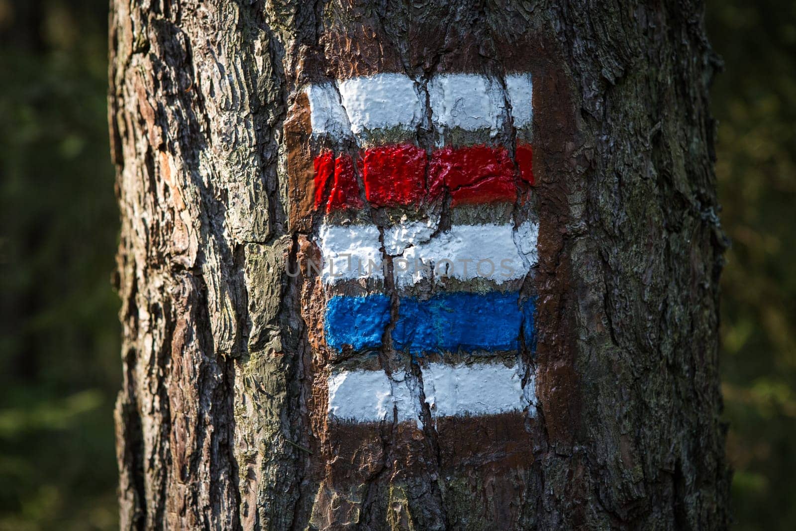 Colorful signs for hiking on the bark of a tree
