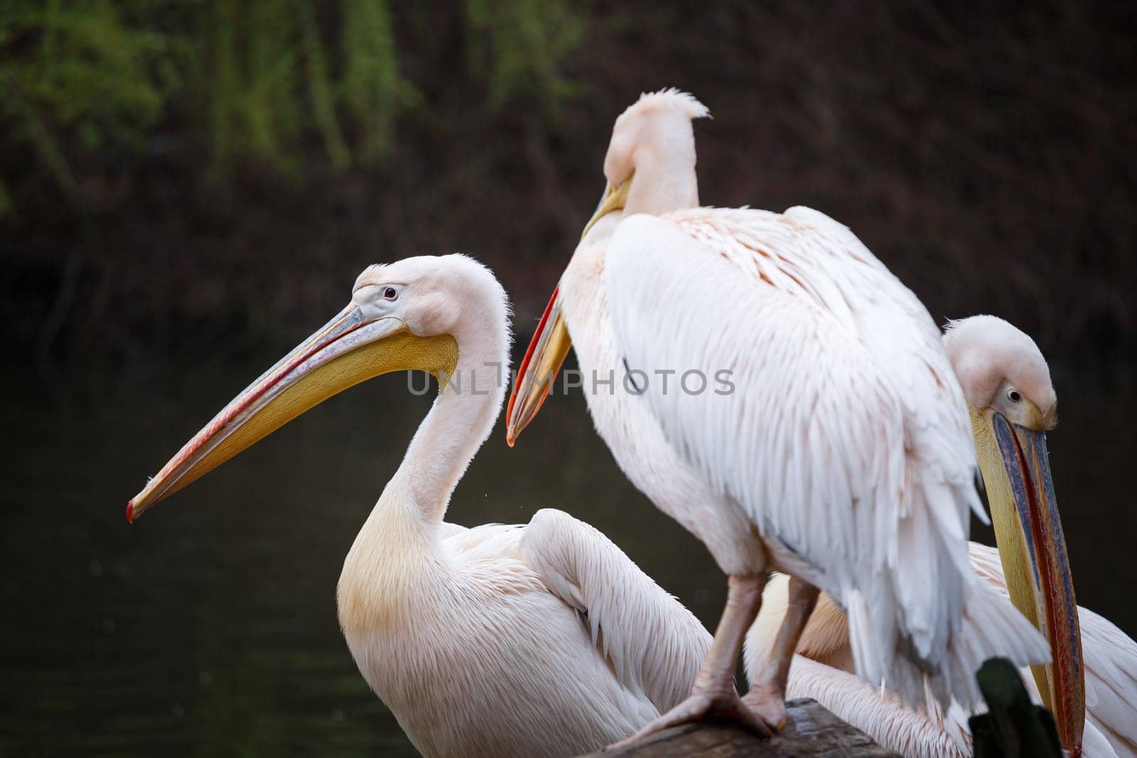Flock of white pelicans on the lake, Pelecanus onocrotalus