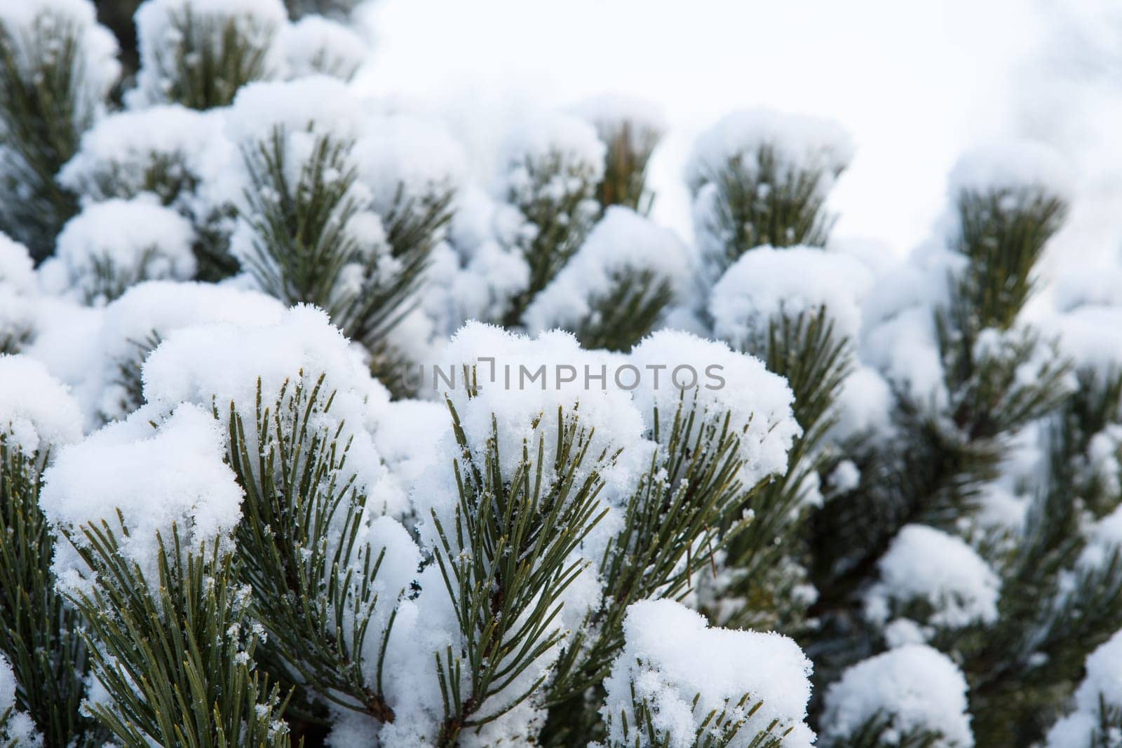 Pine branch covered with snow