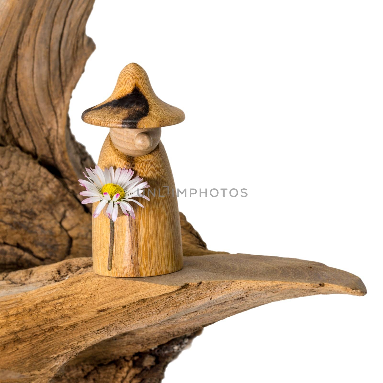 Turned wood gnome with a daisy in hand stands on an old tree stump isolated on white