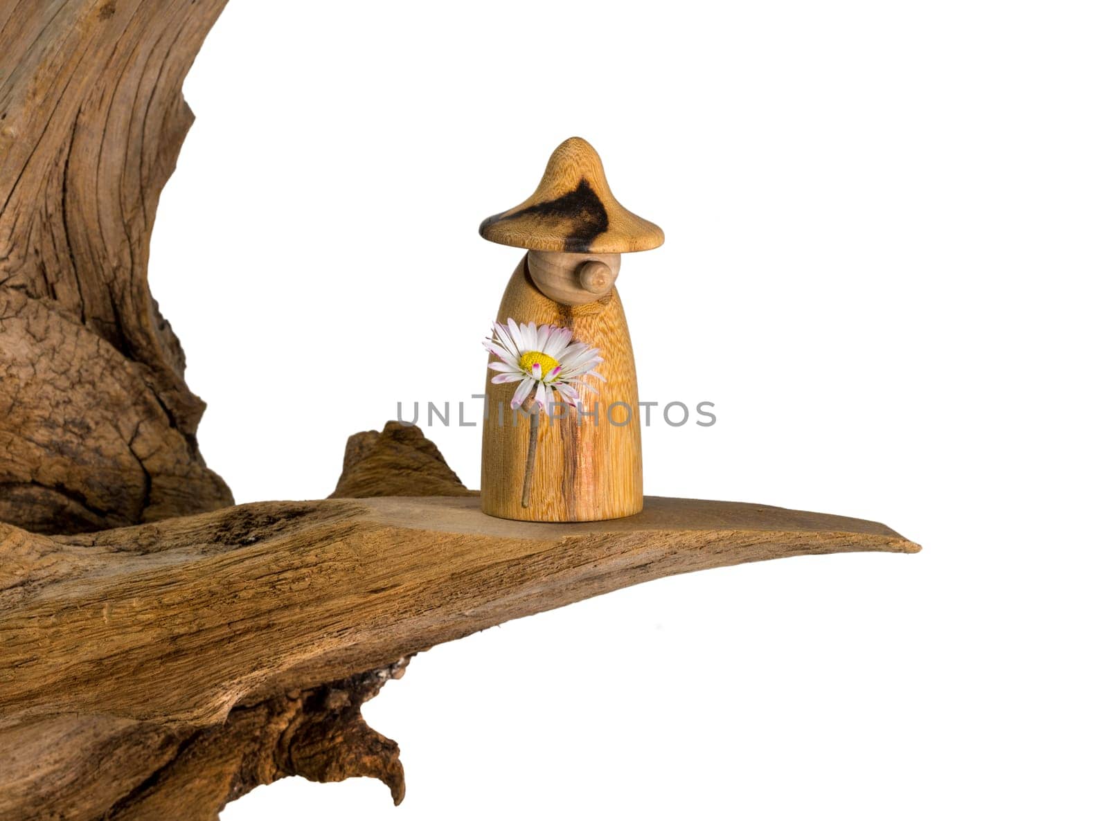 Turned wood gnome with a daisy in hand stands on an old tree stump isolated on white