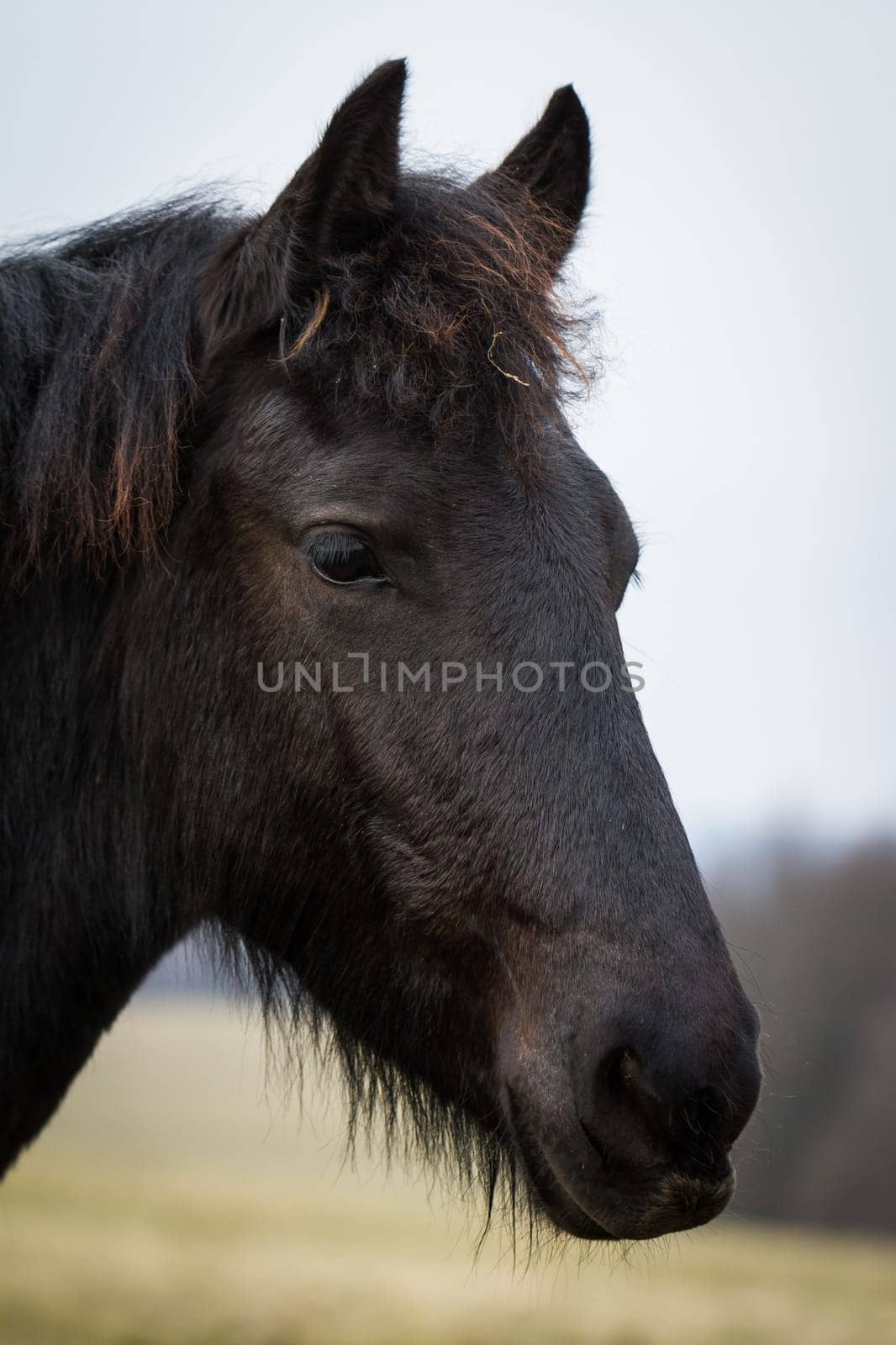 Beauty foal - friesian horse stallion