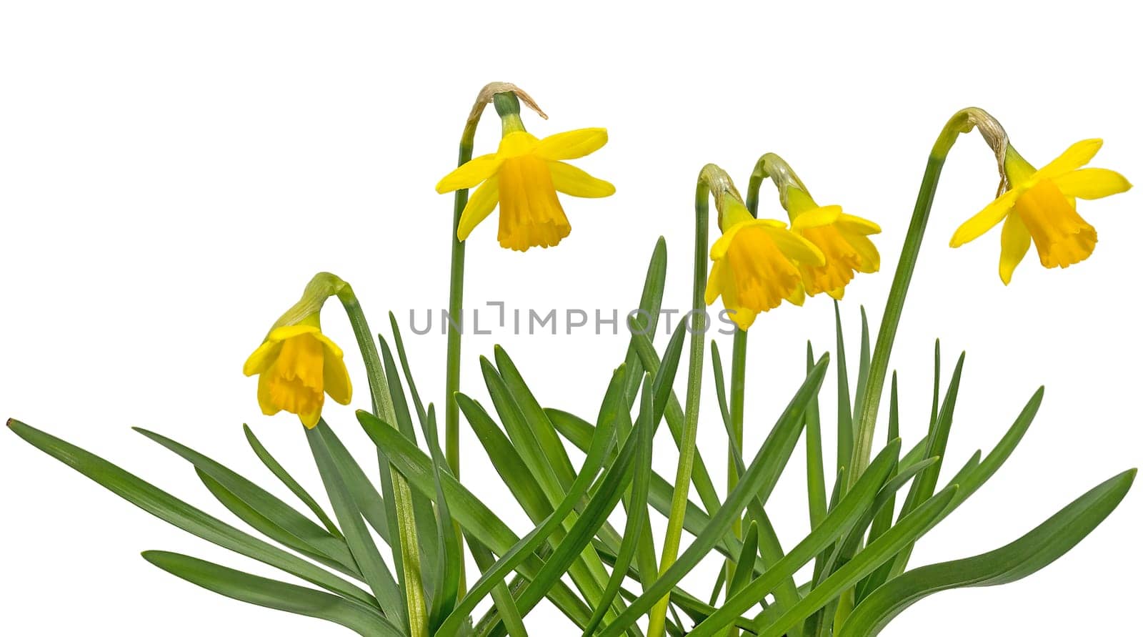 small blooming yellow daffodils isolated on white