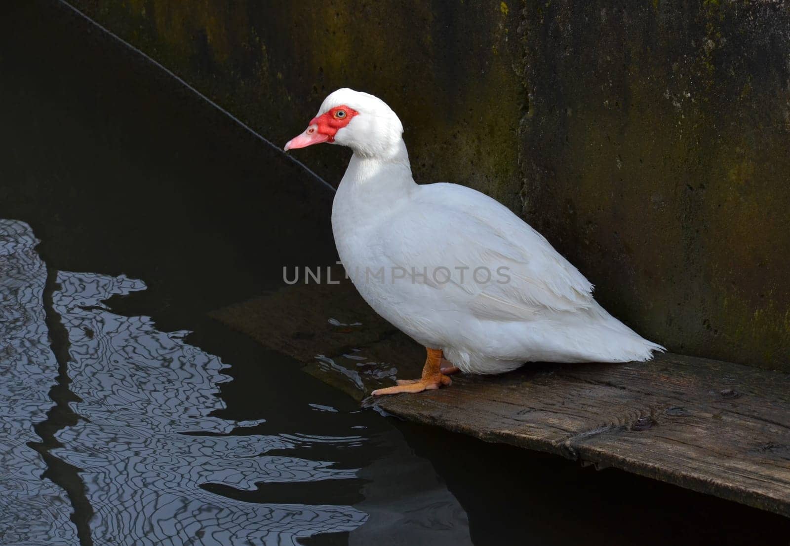 happy domestic ducks by stream