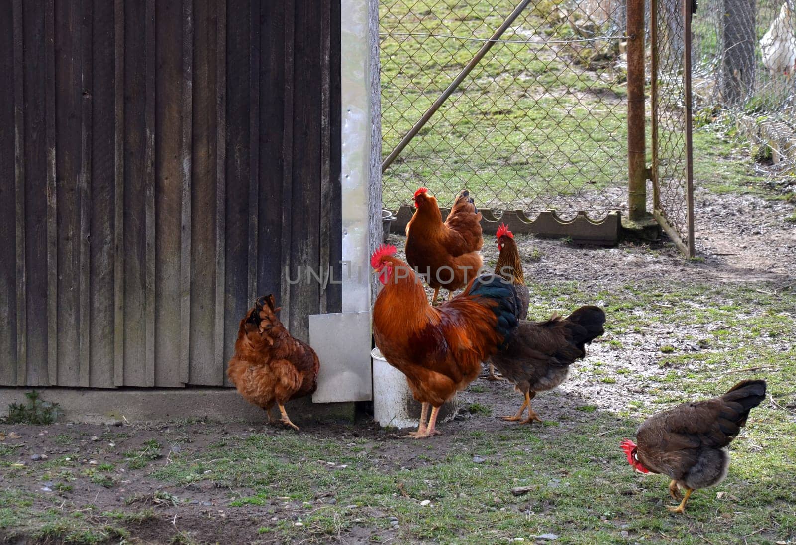 happy free range chickens with rooster
