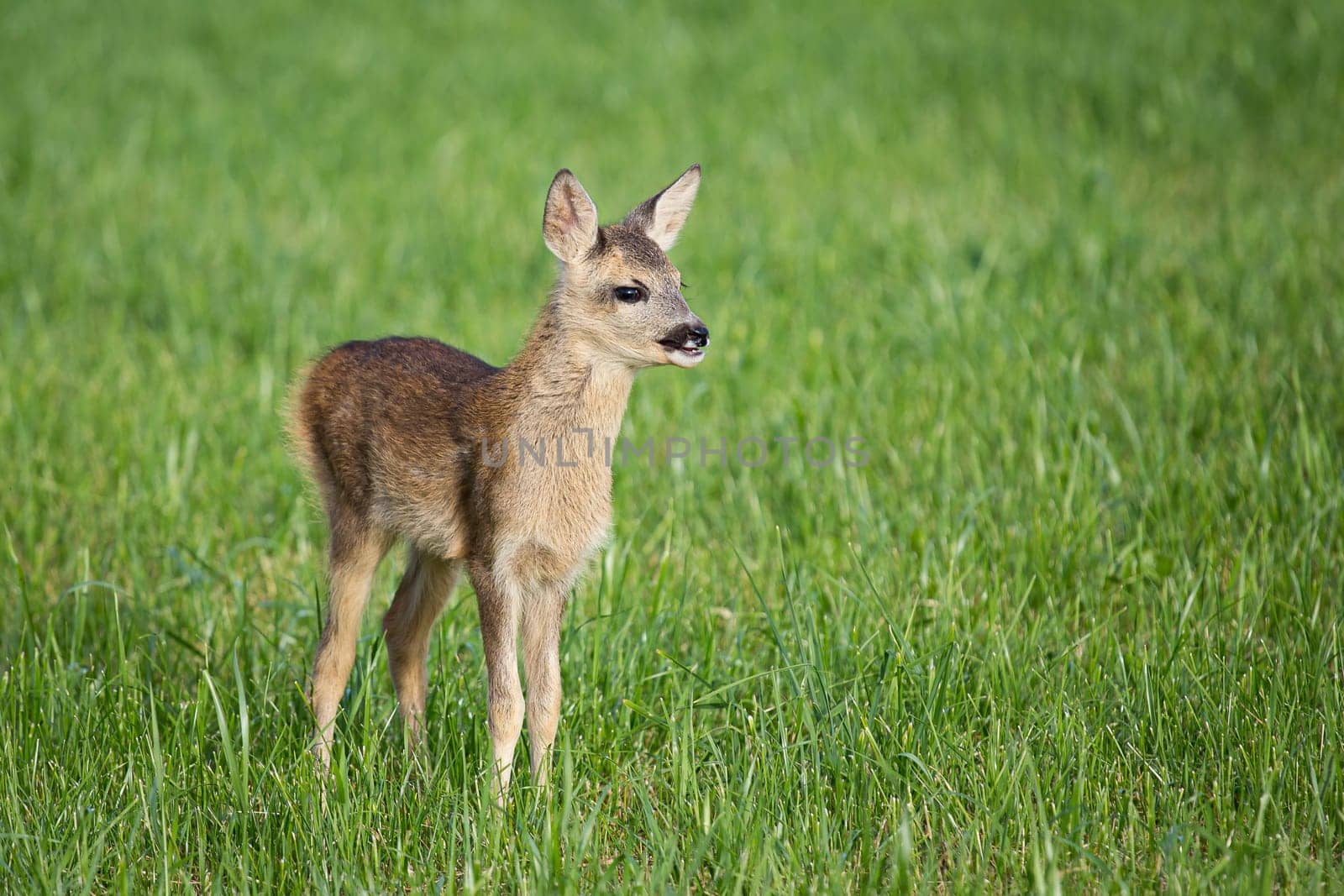 Young wild roe deer in grass, Capreolus capreolus. New born roe deer, wild spring nature.