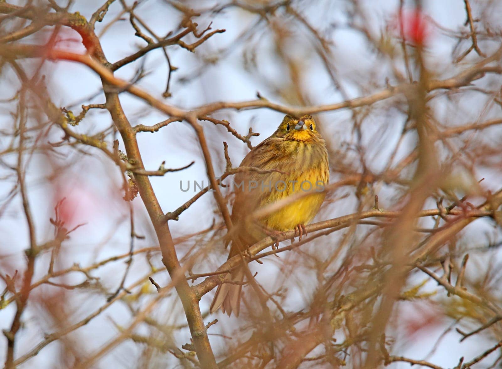 Golden bunting Emberiza citrinella in dense branches
