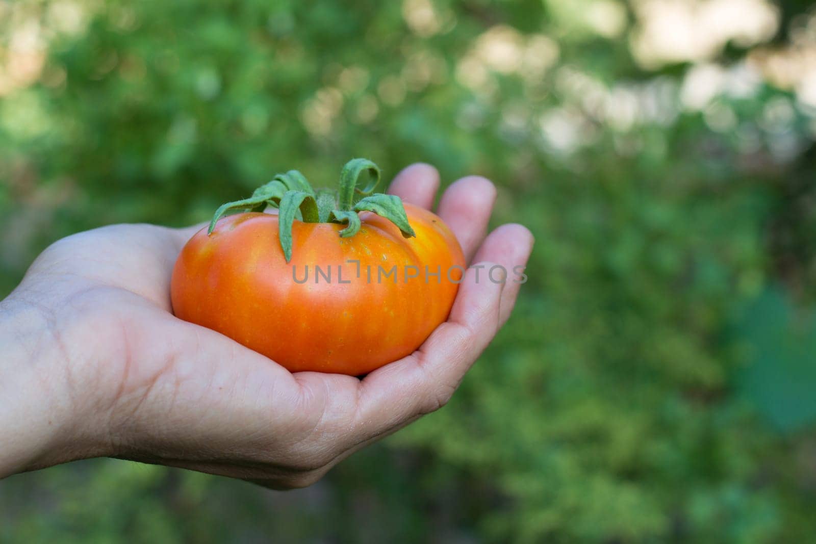 hands harvesting ripe tomato fruit from organic garden