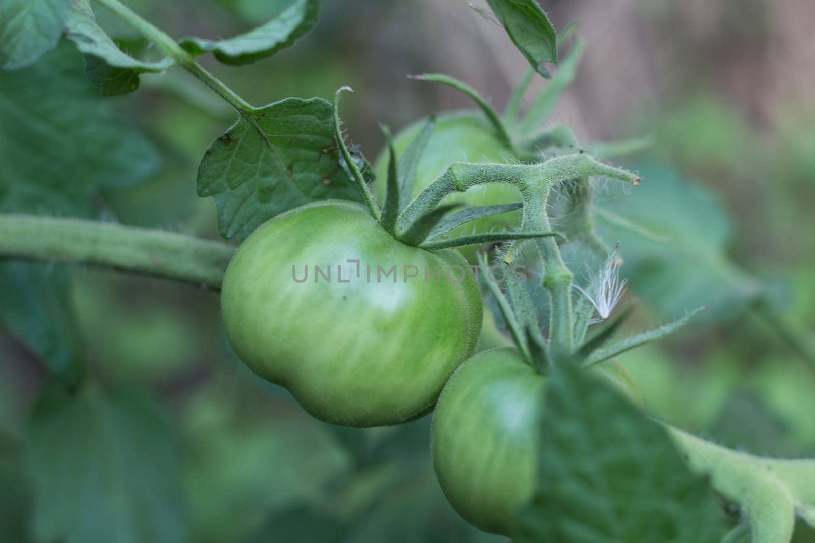 green tomatoes not yet ripe on organic garden plants
