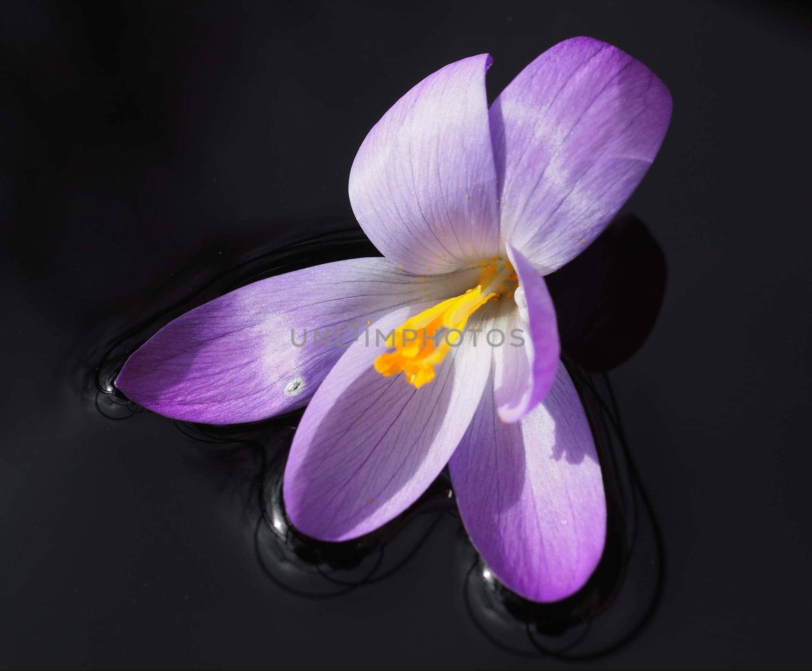 Wild crocus - on water