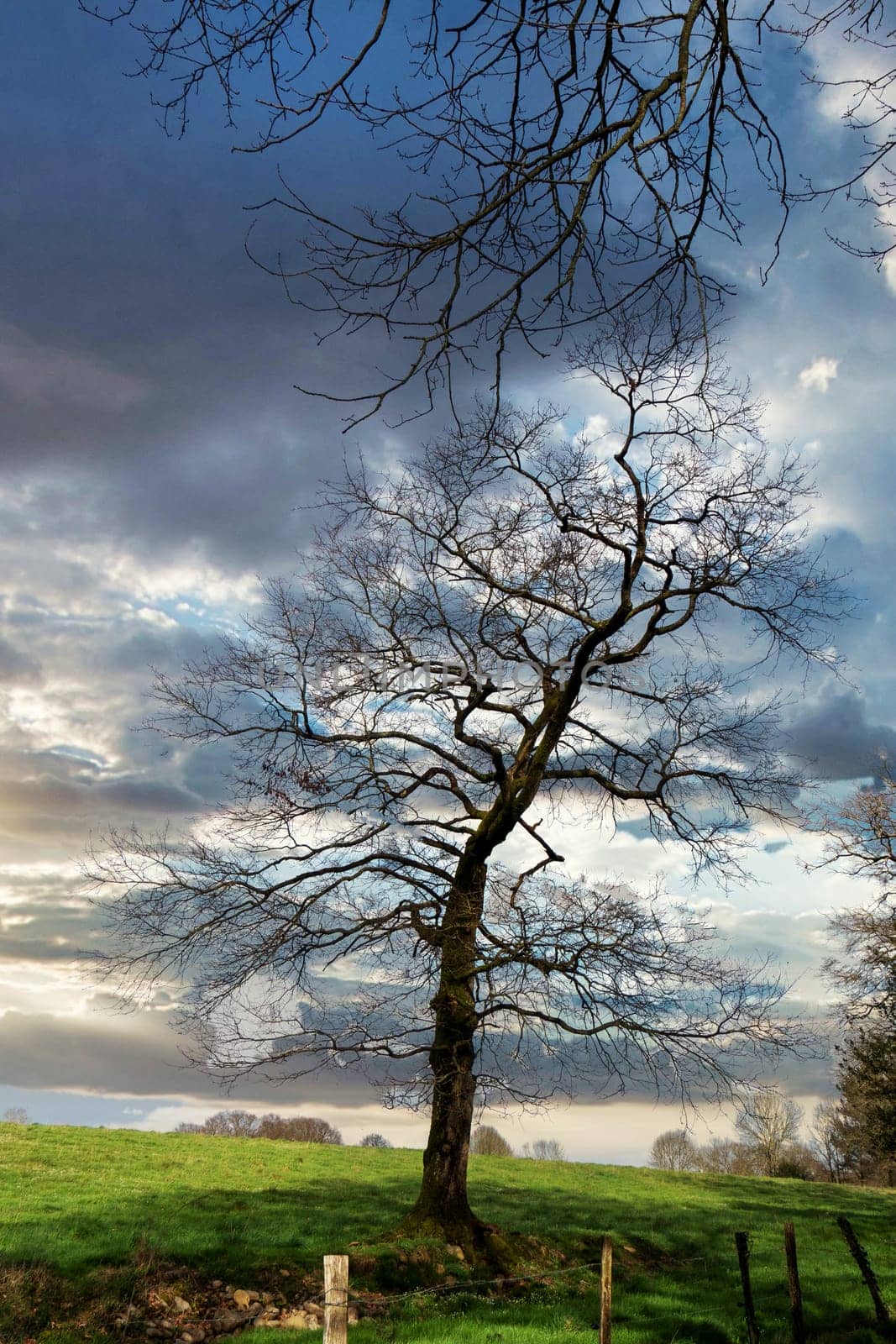 a single tree in spring with no leaves