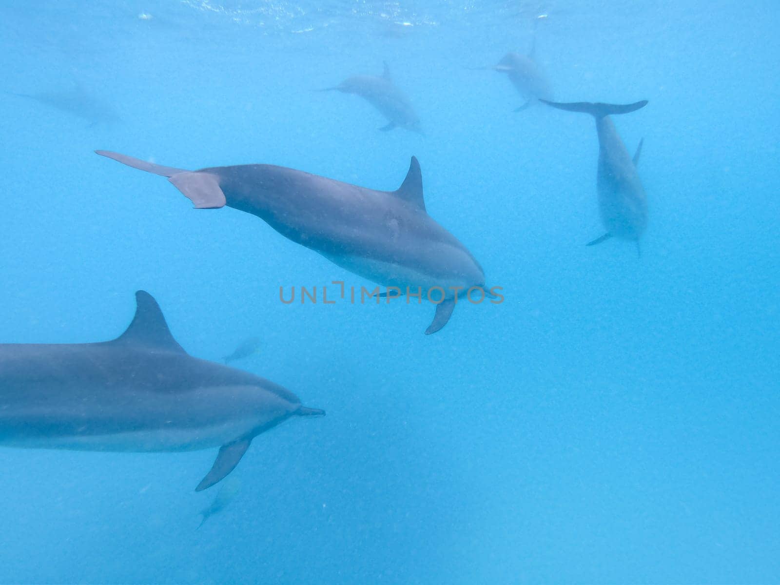 Flock of dolphins playing in the blue water near Mafushi island, Maldives.