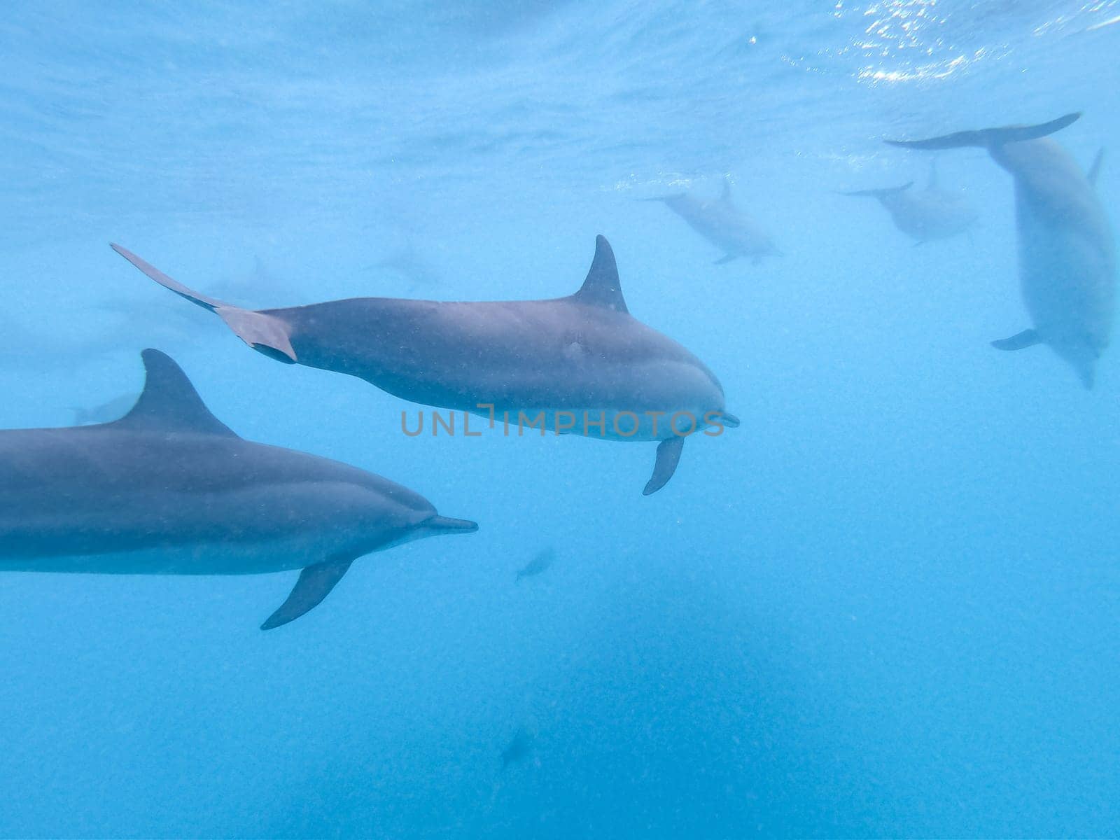 Flock of dolphins playing in the blue water near Mafushi island, Maldives.