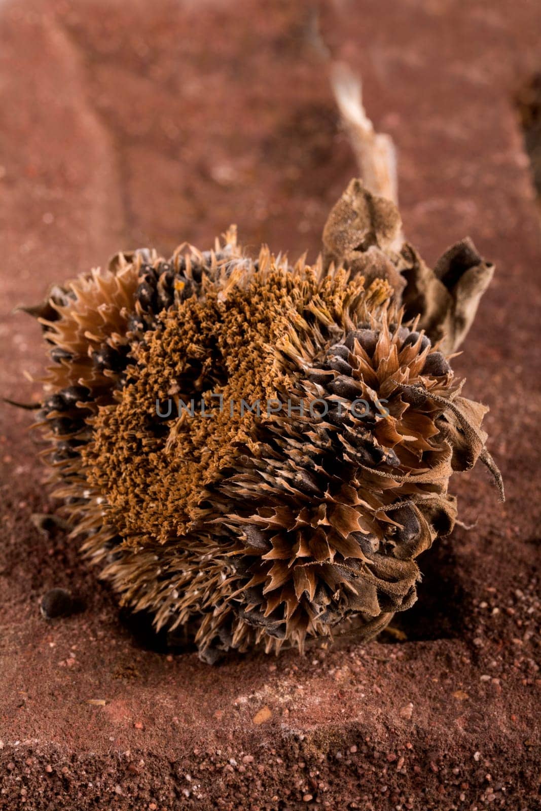an old sunflower in closeup
