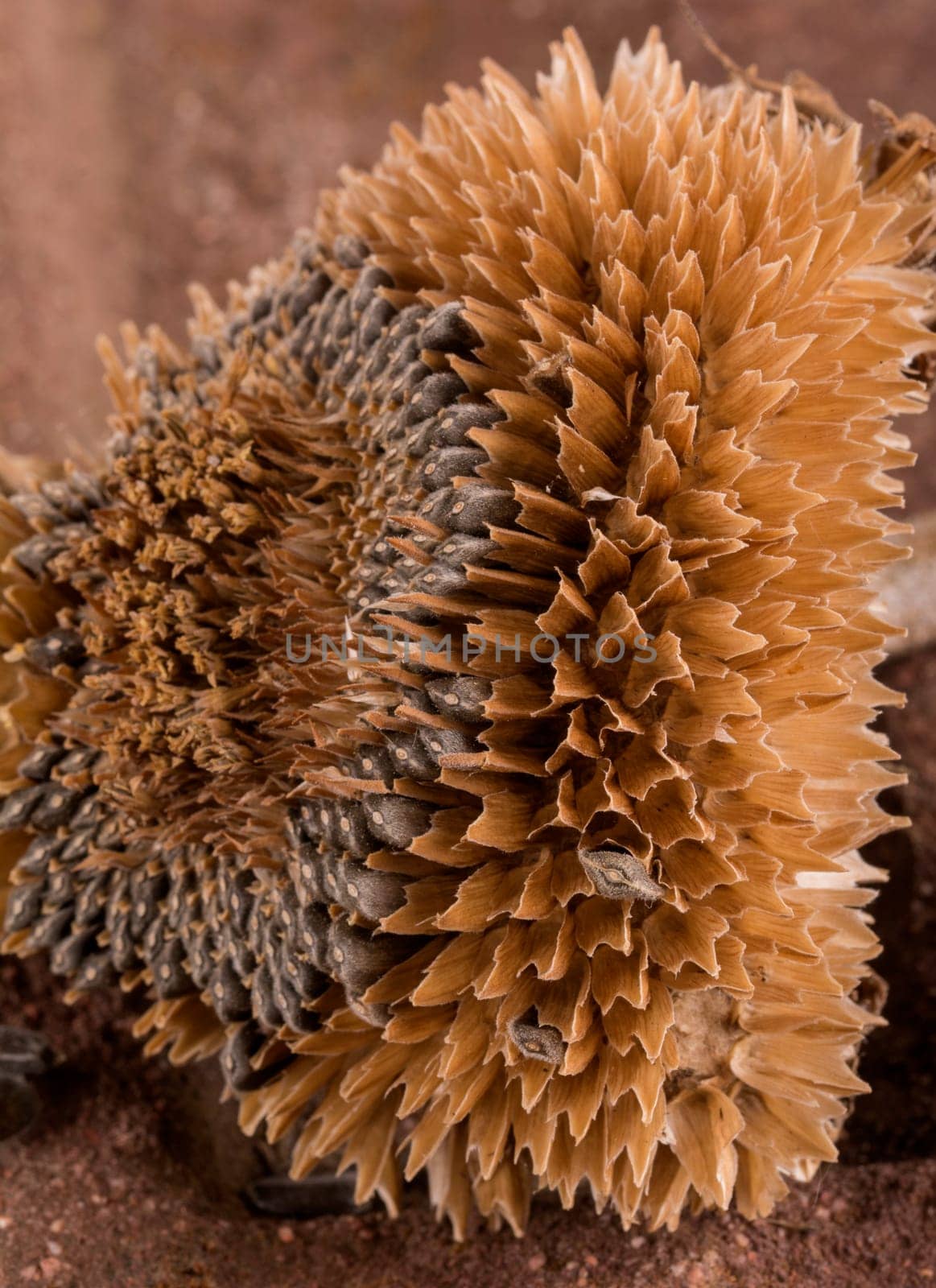 an old sunflower in closeup