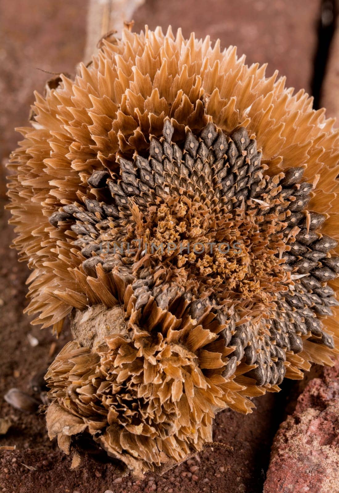 an old sunflower in closeup