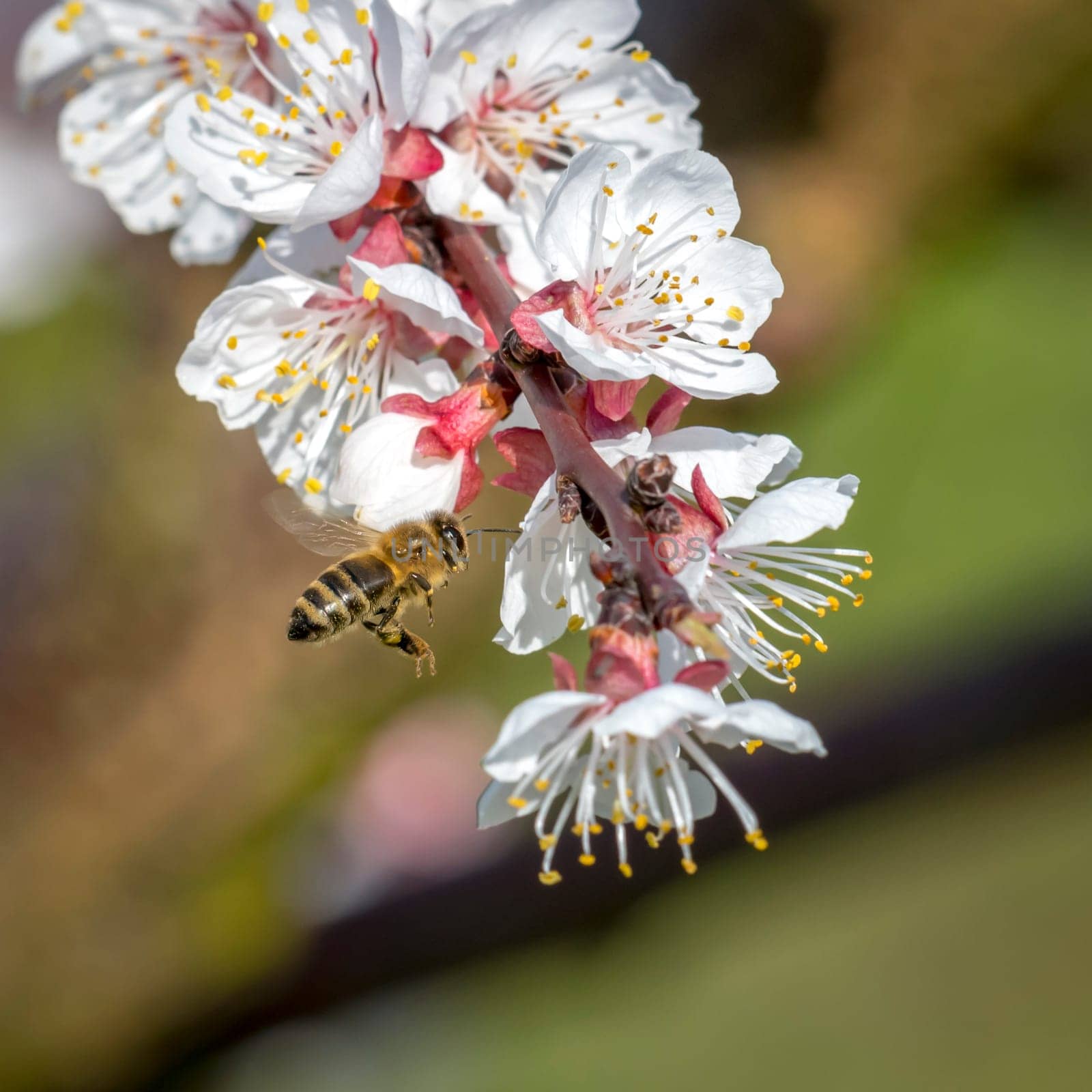 Honeybee in the spring is flying to a mirabelle blossom, against blurred background