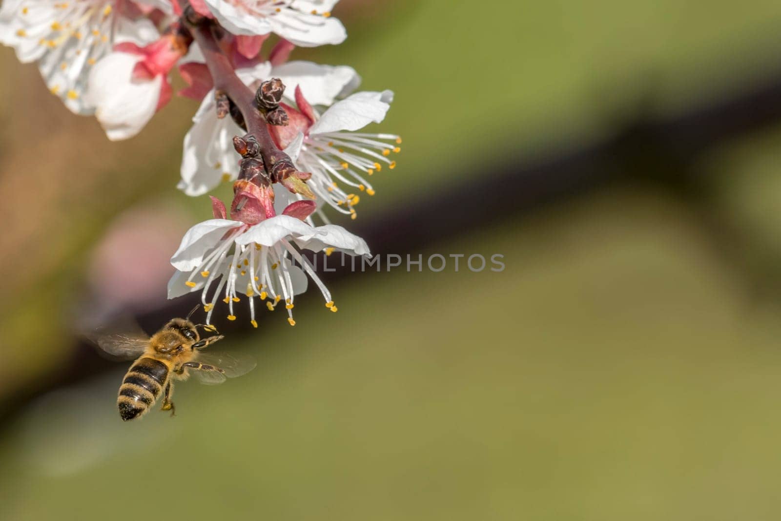 Honeybee in the spring is flying to a mirabelle blossom, against blurred background with copy-space