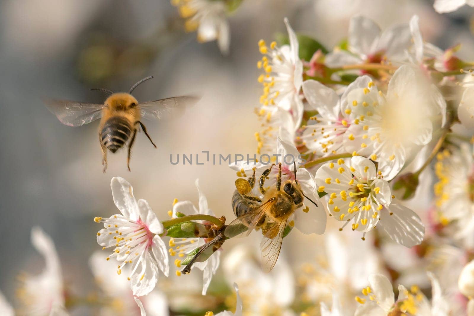 Honeybee in the spring is flying to a mirabelle blossom, against blurred background