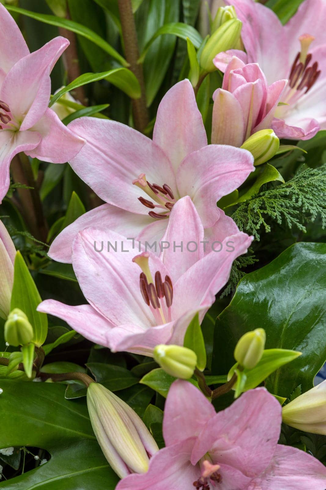 Beauty floristic decoration with pink lilyi flowers