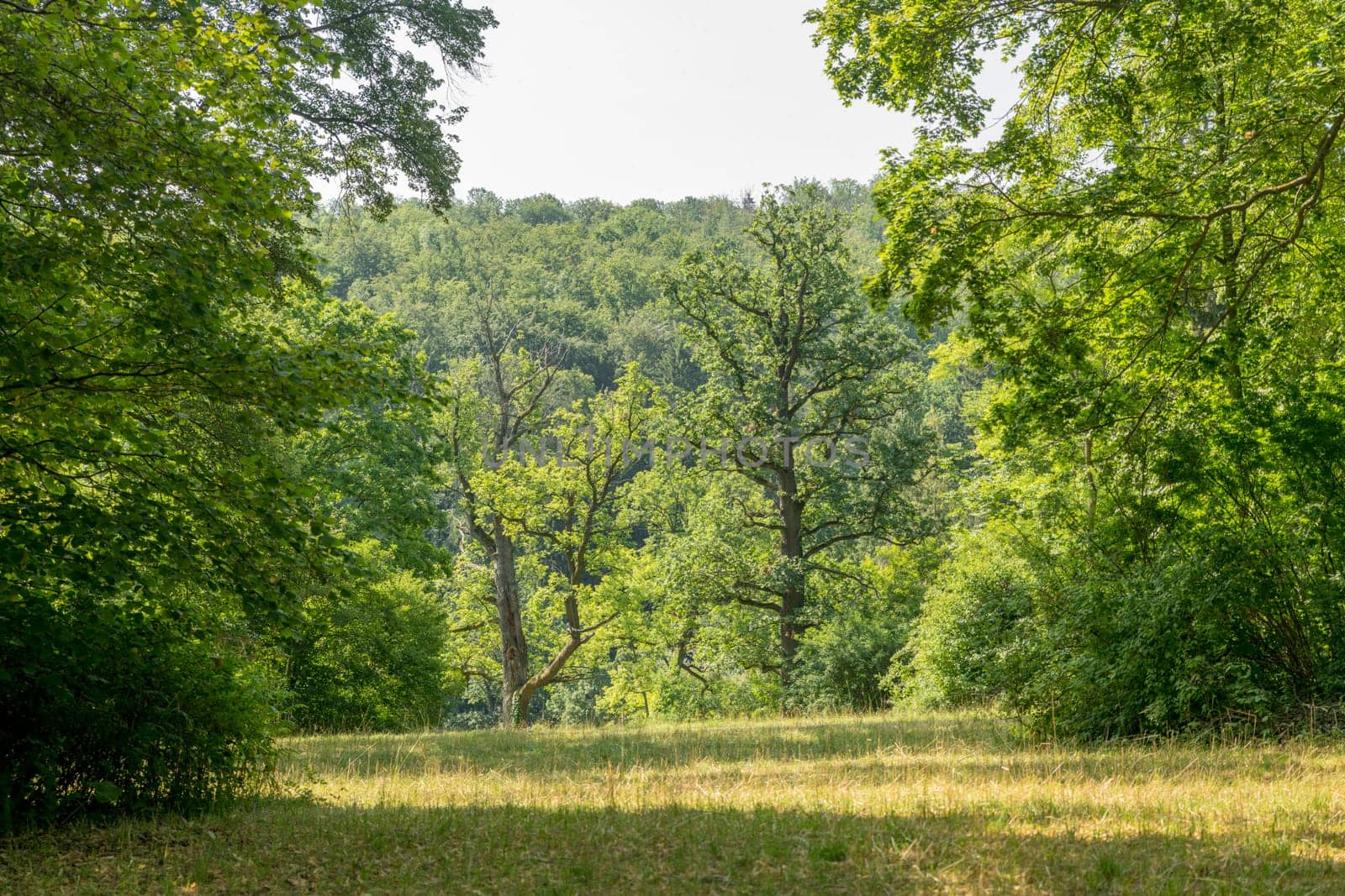 Forest clearing with old oak trees and meadow in front of forested hills