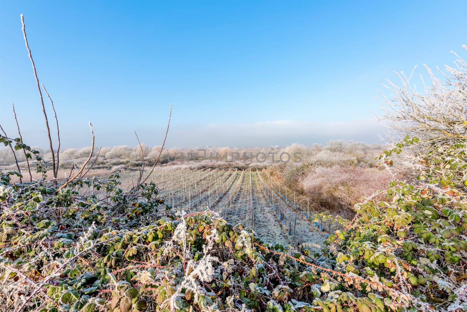 icy vine field framed by trees and bushes against a blue sky with copy space