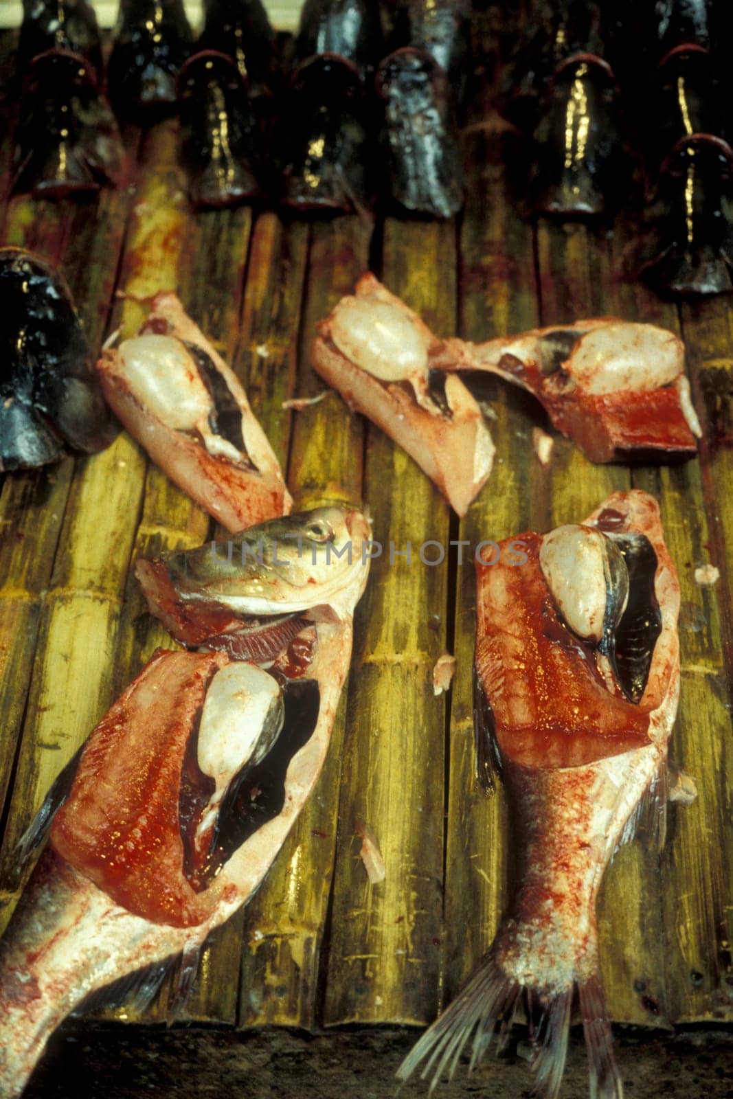 fresh fish at the seafood and animal Market in the city of Guangzhou in the province of Guangdong in china in east asia.   China, Guangzhou, April, 2000