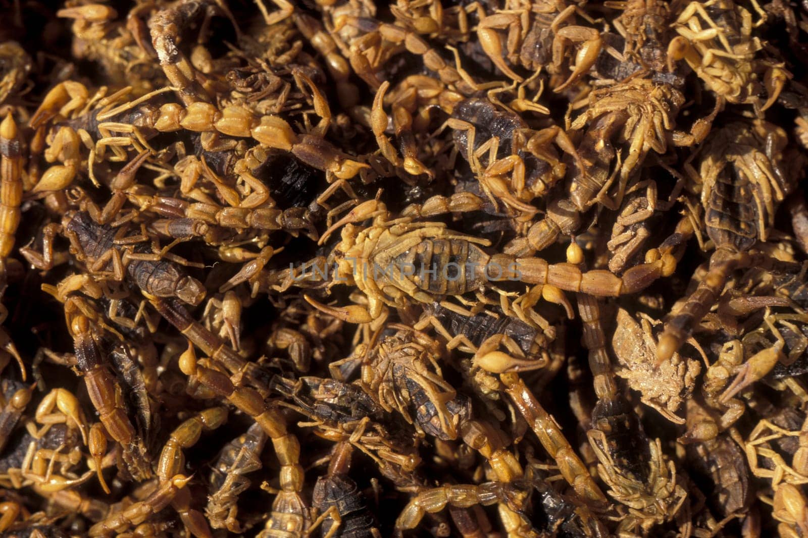 scorpions and chinese madicine in the old town in the city of Xian in the province of Shaanxi in china in east asia.   China, Xian, April, 2000