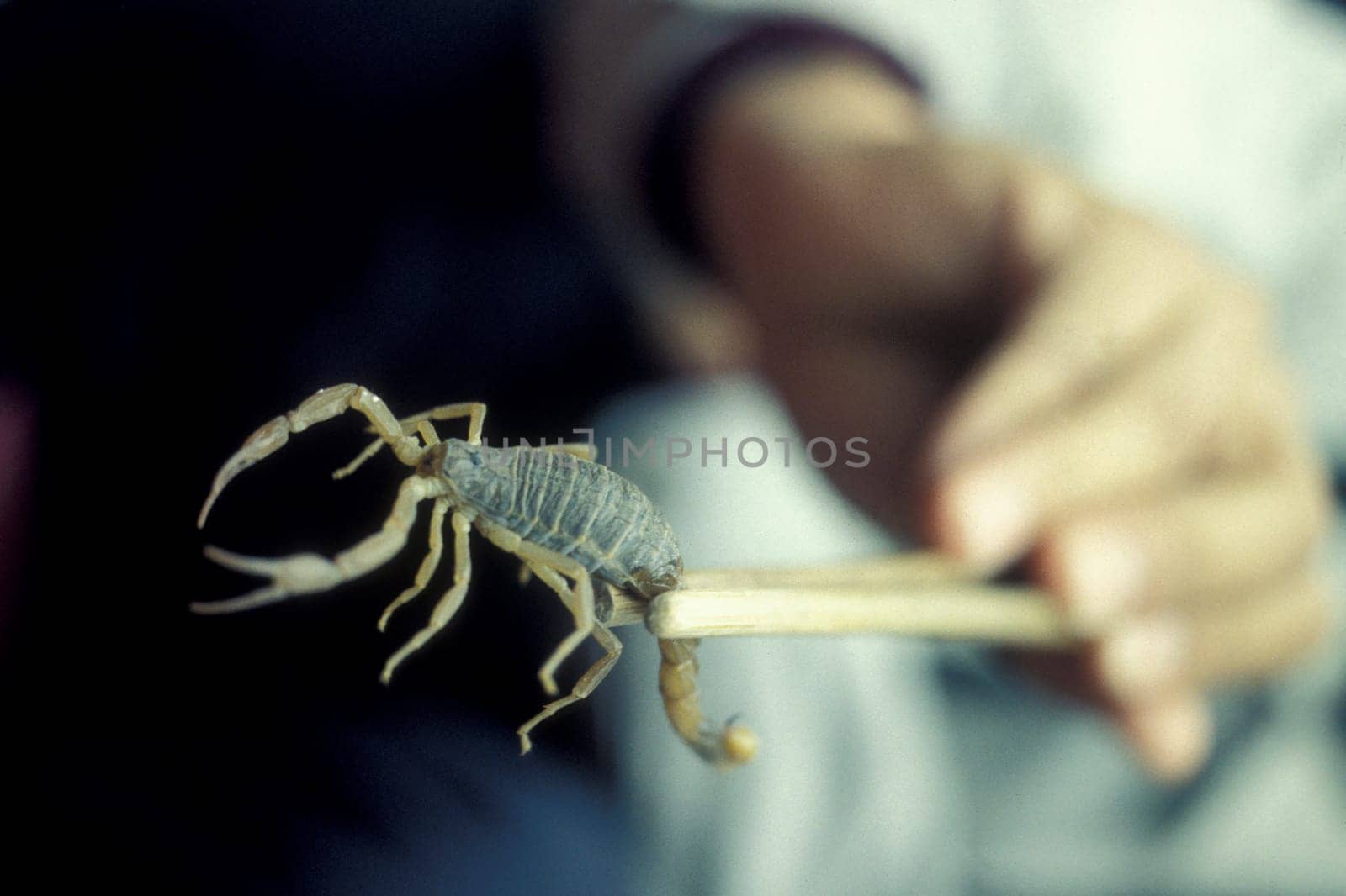 scorpions and chinese madicine in the old town in the city of Xian in the province of Shaanxi in china in east asia.   China, Xian, April, 2000