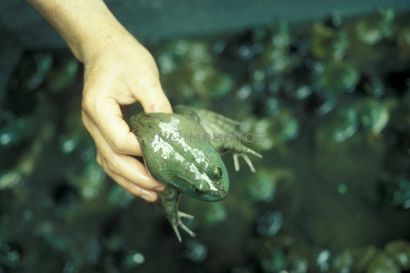 frog at the meat and animal Market in the city of Guangzhou in the province of Guangdong in china in east asia.   China, Guangzhou, April, 2000