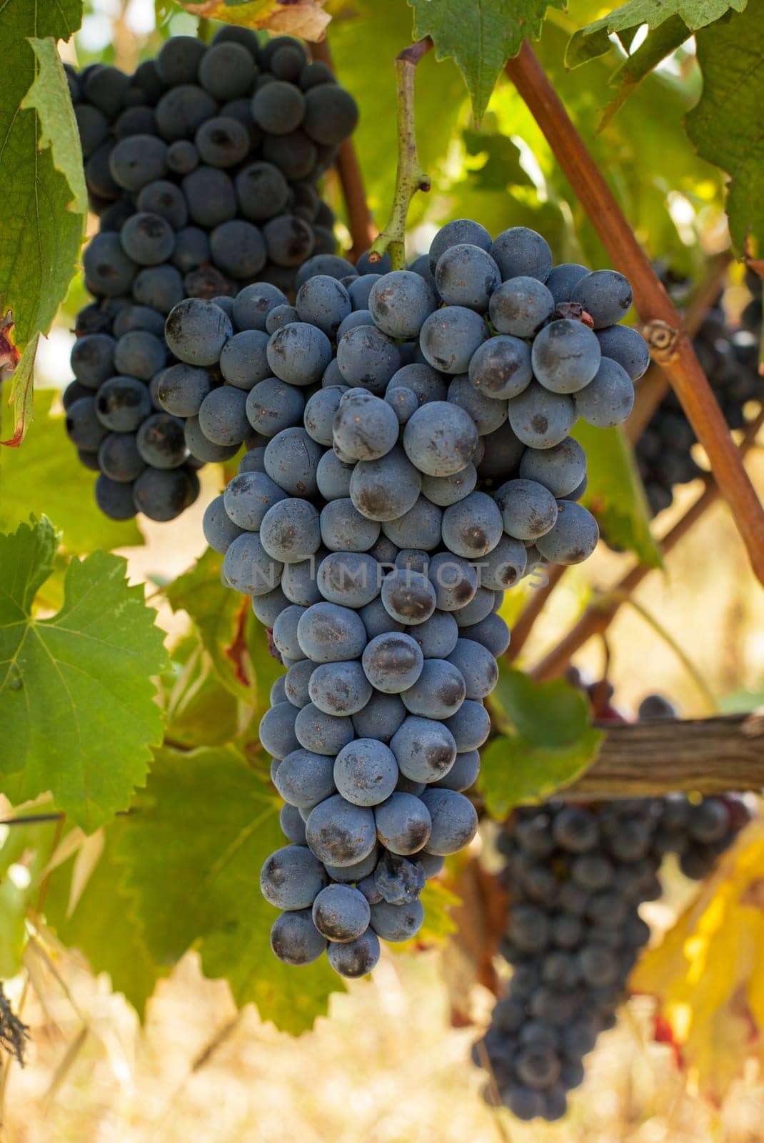 ripe red grape clusters on the vine