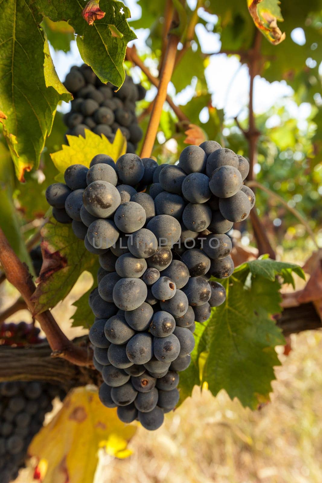 ripe red grape clusters on the vine