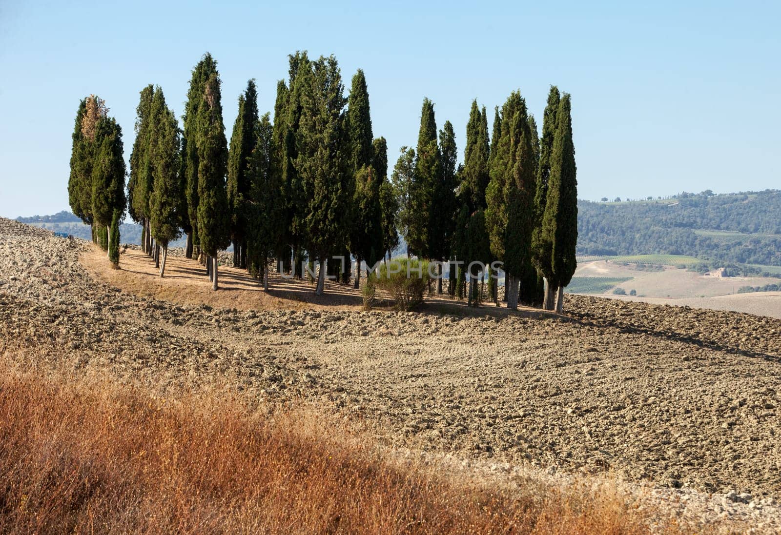 The rural landscape of the  Tuscany. Italy
