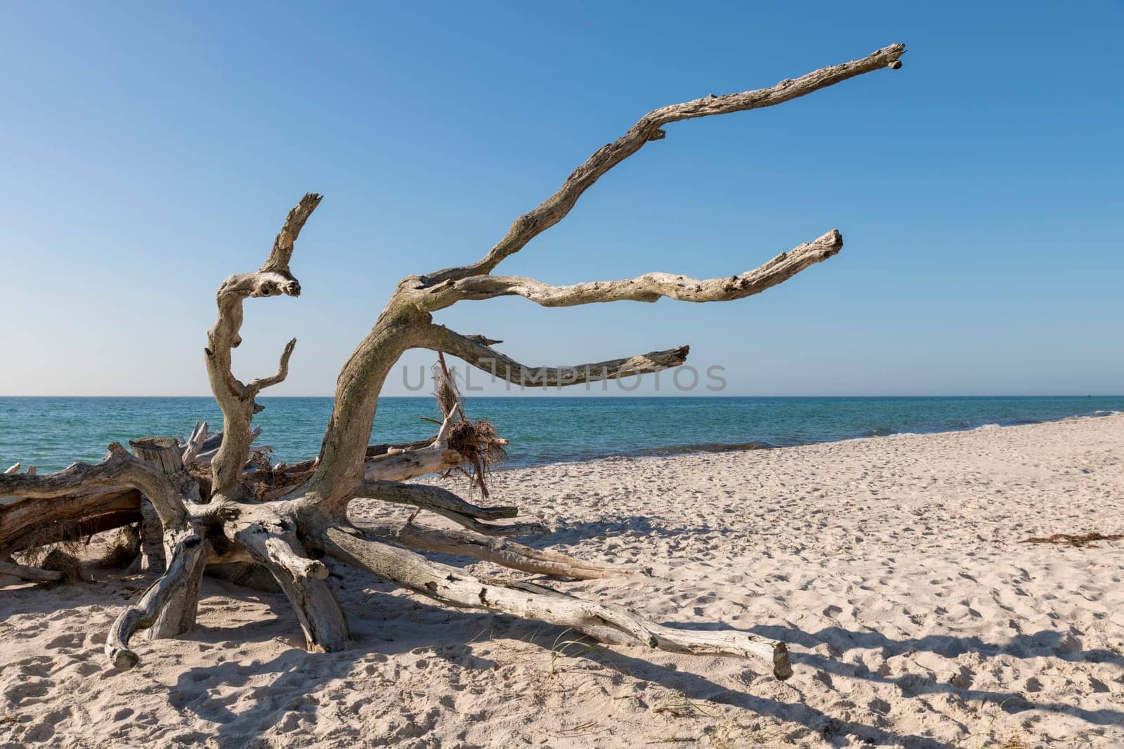 Old tree root is weathered on a sandy beach overlooking the sea