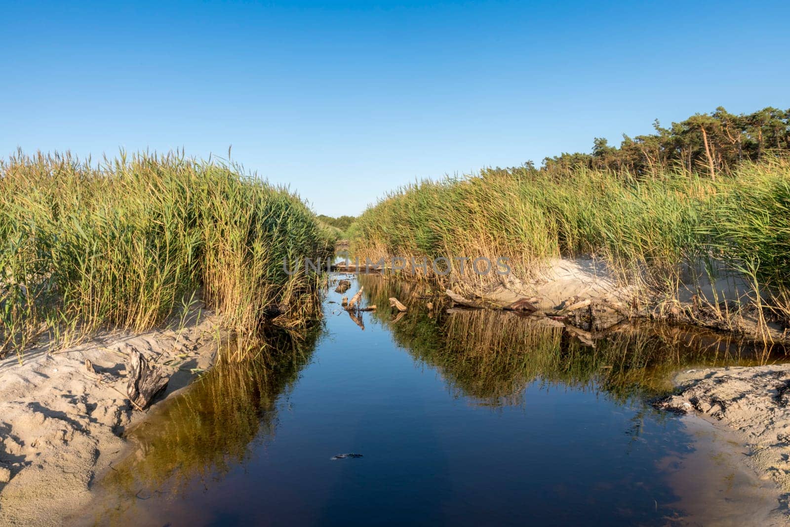 Drainage canal on the Baltic Sea coast near Darss in Germany with reeds, grass and blue sky