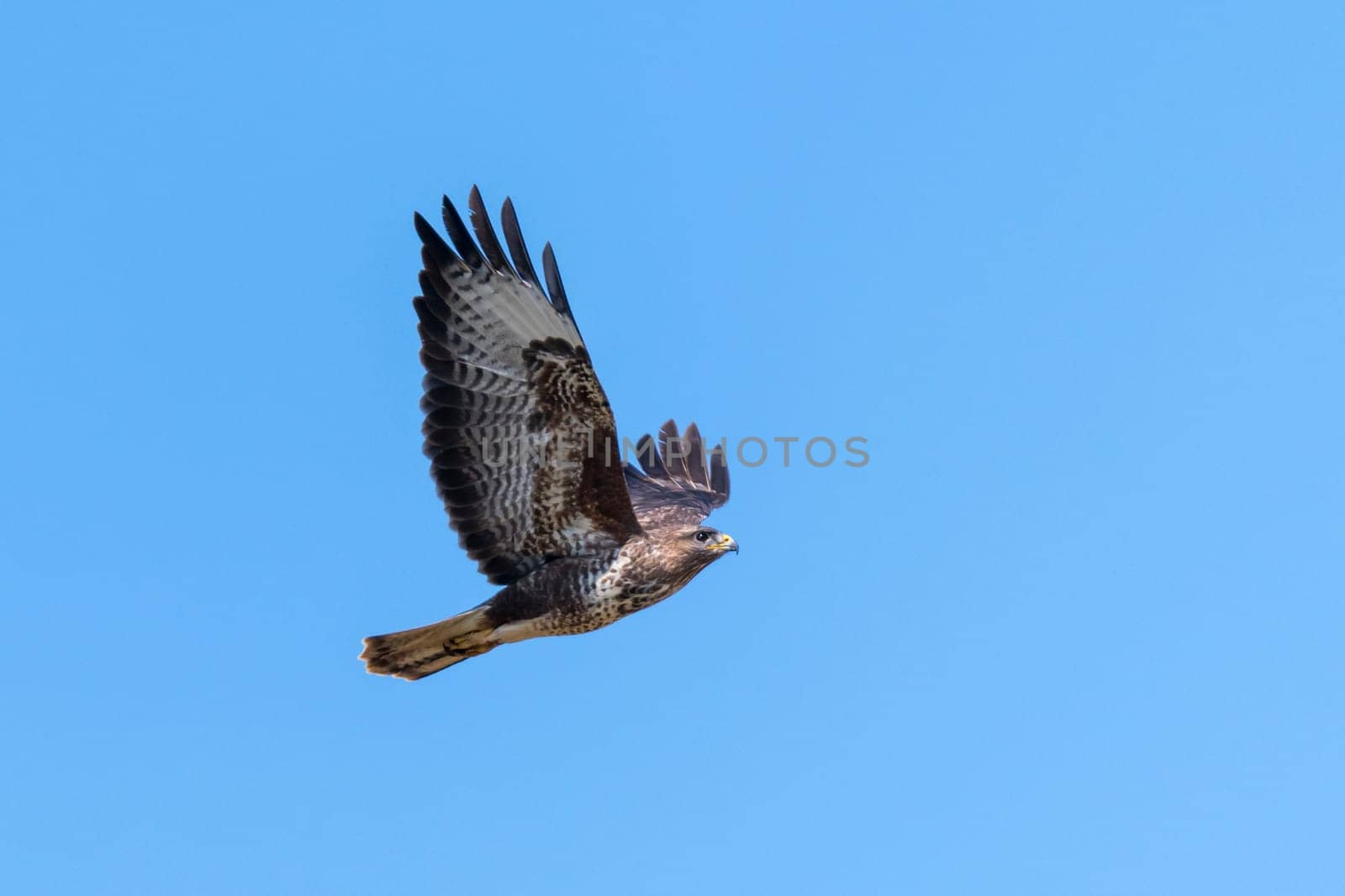Flying buzzard with spread wings against a blue sky