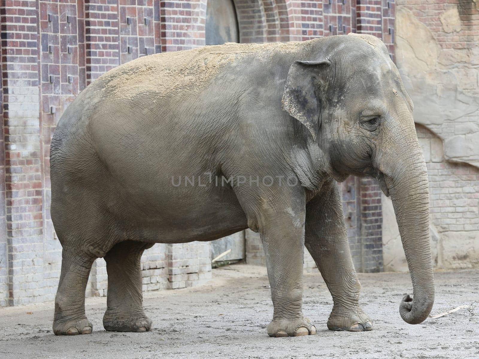 Asian elephant in Ganesha Mandir Elephant Temple from Leipzig Zoo