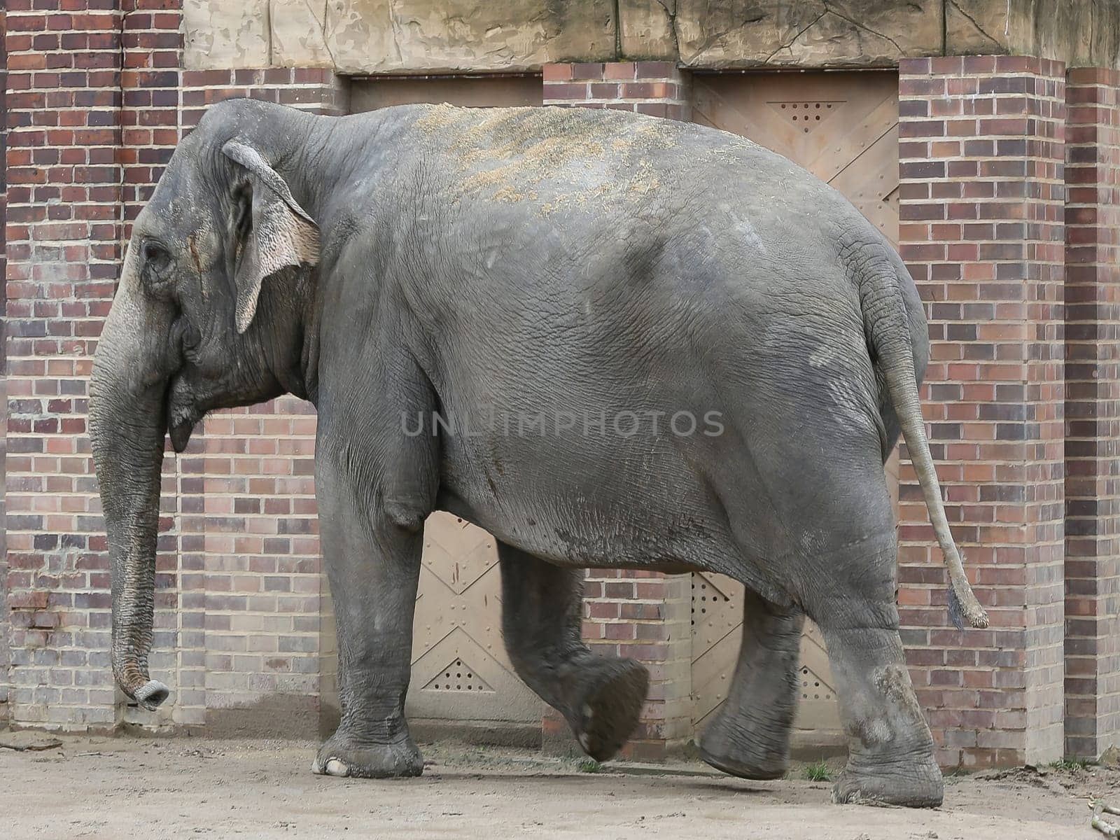 Asian elephant in Ganesha Mandir Elephant Temple from Leipzig Zoo