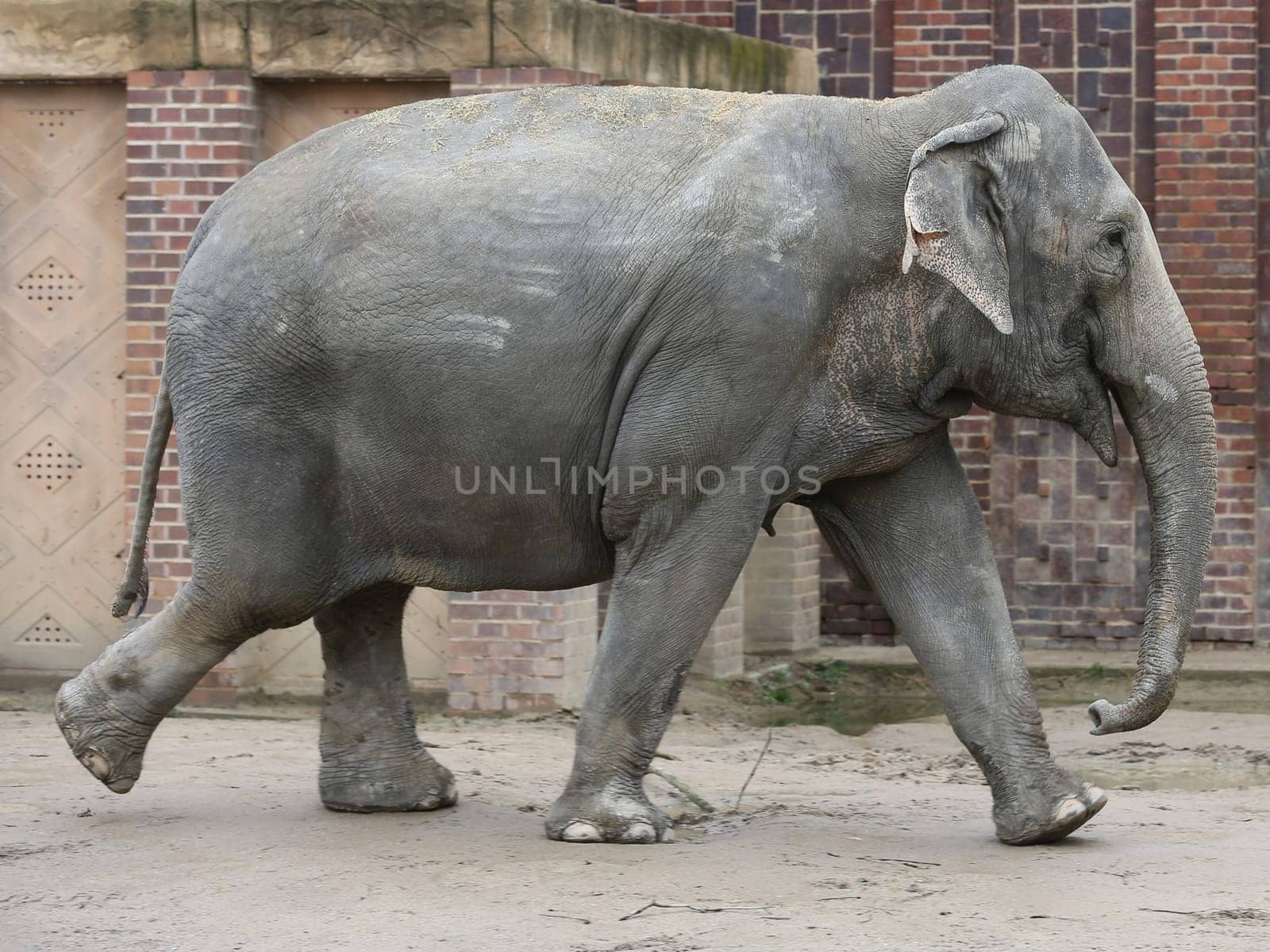 Asian elephant in Ganesha Mandir Elephant Temple from Leipzig Zoo