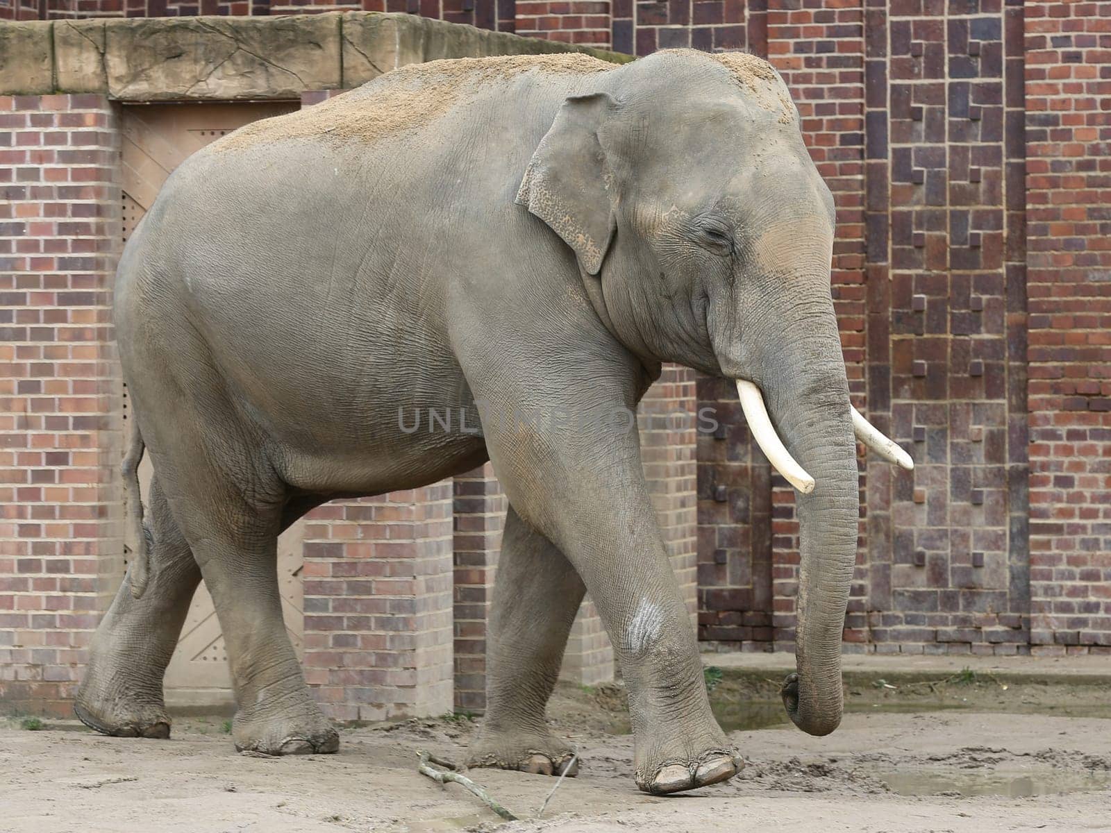 Asian bull elephant Voi Nam in the Ganesha Mandir Elephant Temple at ZOO Leipzig