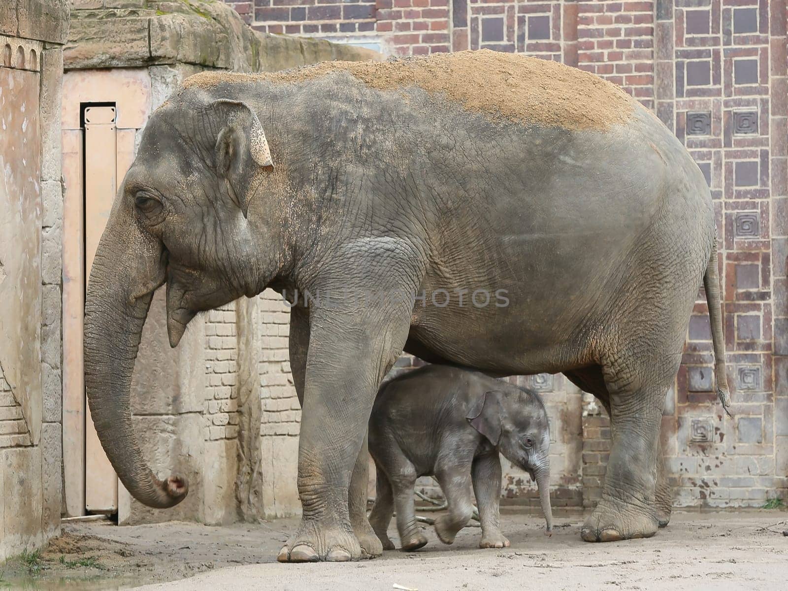 Asian elephant cow Rani with Asian elephant baby Kiran in the elephant temple Ganesha Mandir from ZOO Leipzig