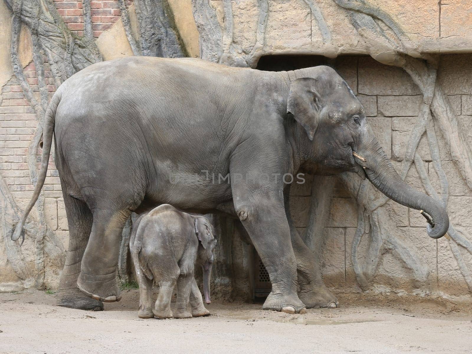 Asian elephant cow Rani with Asian elephant baby Kiran in the elephant temple Ganesha Mandir from ZOO Leipzig