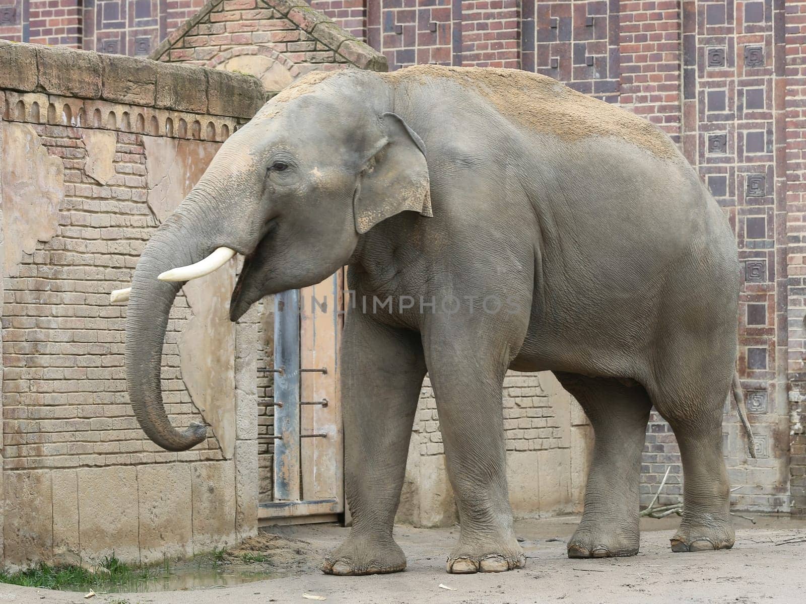 Asian bull elephant Voi Nam in the Ganesha Mandir Elephant Temple at ZOO Leipzig